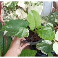 ราคา กวักพระพรหมป่าด่างหายาก (20125442550)