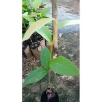 ราคา ต้นยางนาต้นกล้ายางนาเป็นต้นไม้โตเร็วแข็งแรงซื้อ 5 ต้นแถม 1 ต้น (8262327078)