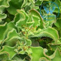 ราคา เมล็ดไอซ์แพลนท์ ผักเกล็ดหิมะ Ice plant / Crystalline Iceplant (27668945853)