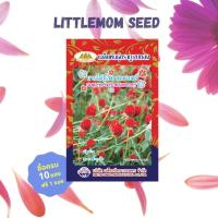 ราคา เมล็ดดอกบานไม่รู้โรยสีแดง ภูเขาทอง 40 เมล็ด (9052218868)