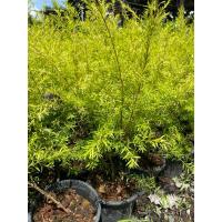 ราคา ต้นหลิวทอง กระถาง6" ต้นสวยๆ (8174302126)