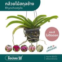 ราคา กล้วยไม้สกุลช้าง (Rhynchostylis) - คละสี รุ่นไม่ติดดอก พร้อมลวดแขวน (5734328002)