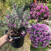 ราคา ต้นนีออน ใบเงิน ดอกสีม่วง ทนแดด ดอกบานสะพรั่งสวยมาก ไซค์กระถาง11นิ้ว (25185694622)