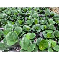 ราคา ไทรใบสัก ไม้ฟองอากาศ (4542967870)