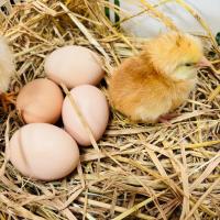 ราคา ไข่เชื้อ ไก่ไข่โรดไอแลนด์เรด สายพันธุ์แท้ (25865884208)