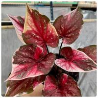 ราคา พระนางมนีวาสนาบอนสีไม้แรร์ตัวดังน่าเก็บสะสม (18456701687)