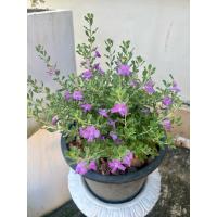 ราคา ต้นนี้ออนไต้หวัน ดอกสีม่วง ฟอร์มพุ่ม จัดส่งทั้งกระถาง (45703601926)