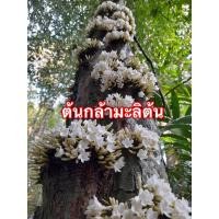 ราคา เมล็ด เพาะกล้ามะลิเพาะ (ธิดาพระเพาะ) หรือสาวตะกั่วป่า เพาะไม้โบราณหายาก ใหม่ เพาะ (21287981288)