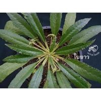 ราคา มะพร้าวทะเลทรายใบยาว ดอร์ส ดอสทีเนีย กระบองเพชร ใบกลม ใบเงิน ใบด่าง เมล็ดมะพร้าว foetida lavlani เมล็ด Dorstenia แคคตัส (3113256417)