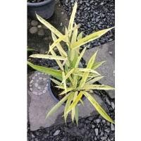 ราคา ต้นไทรด่างสีทอง ไม้แปลก (25800757109)