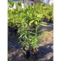 ราคา ต้นพีช,ลูกท้อ ไม้ผลสกุลเดียวกับซากุระ,บ๊วย,เชอรี่ มีรสชาติหวานหรือหวานอมเปรี้ยวและมีกลิ่นหอม (23343841563)