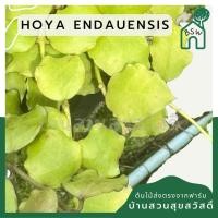 ราคา hoya endauensis โฮย่า ไม้แขวน ดอกส้ม (25835734656)