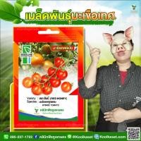 ราคา พันธุ์ผัก มะเขือเทศ เรดฮันนี่ SL ซีดไลน์ เนื้อแน่น หวานกรอบ ทรงกลม ติดผลดก 2 ซอง คูลเกษตร KD04 (27443913715)