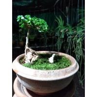 ราคา บอนไซเพรมน่าไต้หวัน เกาะหิน (ถ่ายจากต้นจริง) (3576974725)