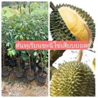 ราคา ทุเรียนชะนีไข่เสียบยอดต้นขนาดต้นสูง 80-100 ซม. (25361617005)