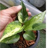 ราคา ต้นโชคเก้าชั้นด่างสวยๆ (23904454498)