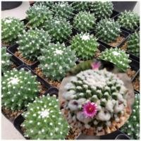 ราคา แคคตัส กระบองเพชร อิรุซามุ ปุยหิมะ (6241950528)