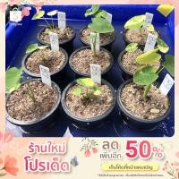 ราคา บอนนาญี่ปุ่นด่าง colocasia yellow splash (11288091315)