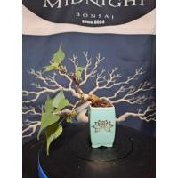 ราคา บอนไซจิ๋ว โพธิ์ขาวจิ๋วนำโชค กระถางเซรามิคญี่ปุ่น (29293939448)