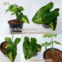 ราคา Rare Plantต้น เงินไหลมาด่างเหลือง ( Syngonium Aurea Variegeted) ❗อ่านก่อนสั่ง❗ (10344152250)