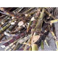 ราคา อ้อยหวานพันธุ์สายน้ำผึ้ง 10ท่อน ในภาพอาจจะไม่ตรง ไว้เป็นตัวอย่างครับ (46904044759)