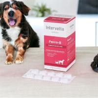 ราคา Dr.choice Ferro-B บำรุงเลือด (1กล่อง มี 100 เม็ด) (16294523335)