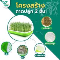 ราคา ถาดเพาะแบบไร้ดิน ถาดเพาะต้นอ่อนแบบไร้ดิน สามารถเพาะต้นอ่อนได้ทุกชนิด (11604167999)