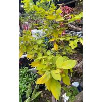 ราคา ต้นชะแมบทอง(ทองนพเก้า) (46852972972)