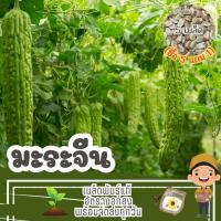 ราคา เมล็ด มะระจีน แบ่งขาย (ซื้อ 5 แถม 1) (28457792006)