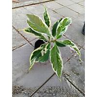 ราคา ชมพู่มะเหมี่ยวด่าง(Malay apple Variegated) (48804164473)