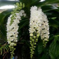 ราคา 3 ต้น กล้วยไม้สกุลช้าง กล้วยไม้ช้างเผือก ดอกสีขาว กระถาง 2 นิ้ว (9103855238)