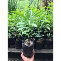 ราคา ต้นมั่งมี ไม้มงคล สมุนไพร (1ชุด 2 ต้น ) (11018516161)