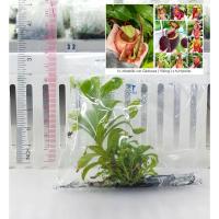 ราคา ต้นหม้อข้าวหม้อแกงลิงเพาะเลี้ยงเนื้อเยื่อจากเมล็ด #018 ต้นไม้​กินแมลง พืช​กิน​แมลง​ Nepenthes (52802189083)