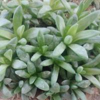 ราคา ฮาโวเทีย หยดน้ำ เด็ดหน่อ (23873541815)