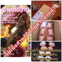 ราคา ไข่เชื้อสำหรับนำไปฟัก ตู้+แม่ไก่ (9853023970)