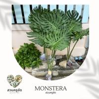 ราคา ต้นมอนสเตอร่าไจแอนท์ monstera ไม้ฟอกอากาศ สูง 1 เมตร มี 3 ใบใหญ่ (4194220335)