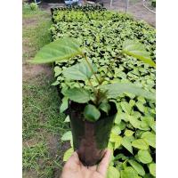 ราคา ต้นกล้าลิ้นฟ้า(เพกา)​แบบเพาะเมล็ด (9524836514)