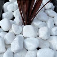 ราคา หินคัดพิเศษ 10 กิโลหินขาวพิเศษ หินแต่งกระถาง หินปูทางเดิน หินแต่งต้นไม้ หินแต่งกระถาง หินใส่ตู้ปลา (23123580105)