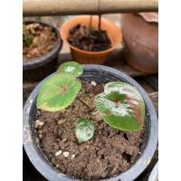 ราคา บอนสีนางไหม/บอนสีราชินีแห่งไม้ใบ/บอนสีนางไหมส่งทั้งกระถางตามภาพจริง (12121295439)