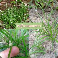 ราคา หญ้ากกดอกขาว สมุนไพรบ้านบ้านปริมาณ 500 กรัม (10541059697)