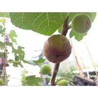 ราคา กิ่งตอนมะเดื่อฝรั่ง พันธุ์ Black Jak (18244050630)