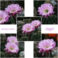 ราคา Echinopsis Hybrid Angel อิชินอปซิส ไฮบริด พิงค์แองเจิ้ล หน่อเด็ดสด ขนาด 2 เซนติเมตรขึ้นไป จำนวน 3 หน่อ (20115364629)