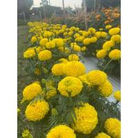 ราคา เมล็ดพันธุ์ดาวเรืองไตรซีตส์ 100เมล็ดต่อซองมีทัังดาวตัดดอกขายและดาวประดับปลูกกระถาง (1432474302)