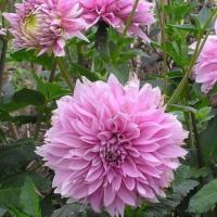 ราคา 1 หัว ดาห์เลีย Dahlia Tuber ดอกรักเร่ ดอกรักเเรก สายพันธุ์ Otto's Thrill (5878205853)