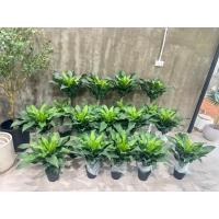 ราคา ต้นวาสนาต้นไม้ประดิษฐ์ (41257489983)