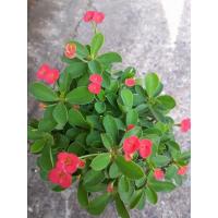 ราคา โป๊ยเซียนแคระ กระถาง8" (29701055201)