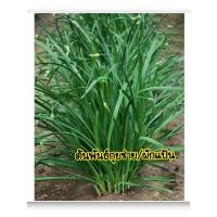 ราคา ต้นพันธ์กุยช่าย(25ต้น)/กุยช่าย/ผักแป้น/ปลูกง่าย (สินค้าพร้อมส่ง) (10290966191)