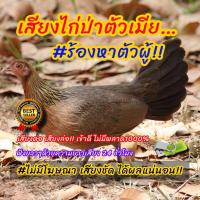 ราคา เสียงไก่ป่าตัวเมียก๋อยหาคู่ เสียงนี้เข้าไวการันตี เสียงชัดเสียงใสไร้โฆษณา (27163944875)