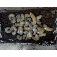 ราคา หนอนด้วงกว่างระยะL3หนึ่งตัว (16946505139)