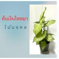 ราคา ต้นเงินไหลมา เงินไหลมา ต้นไม้มงคล แบบกระถาง (43951261450)